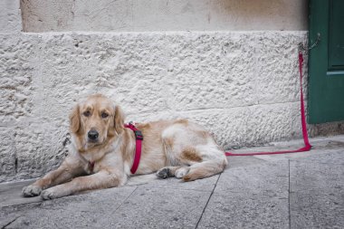 Yerde yatan köpek ile kırmızı bir ip bağladılar