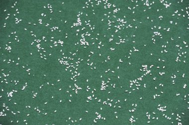 Beyaz pirinç yeşil bir halı üzerinde