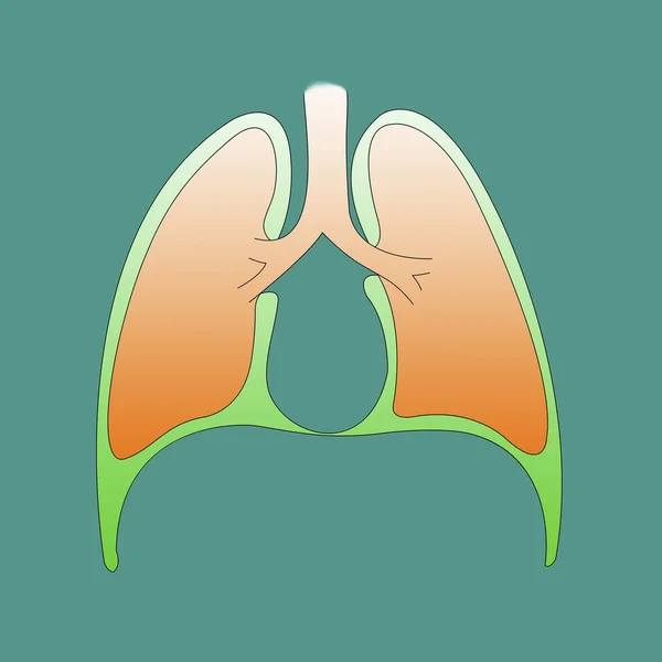 Respiratory system infographic of the pleura on a green backgrou — Stock Photo, Image