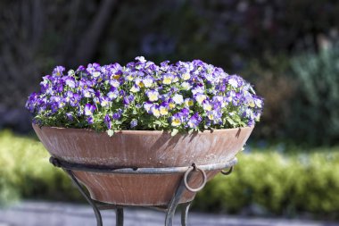 Menekşe üzerinde bir Ferforje dekoratif vazo standı