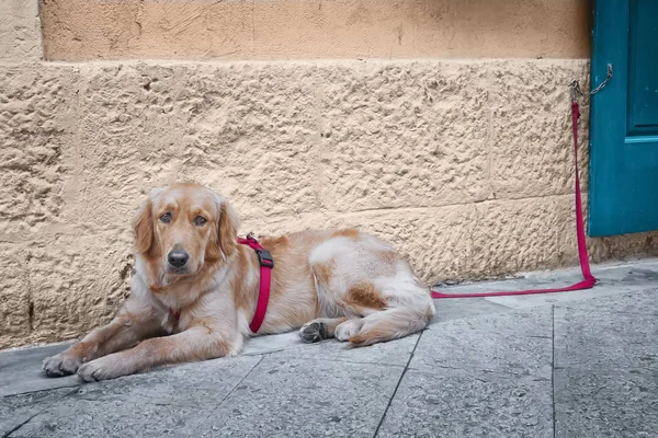 Dog lying on the ground tied with a red rope