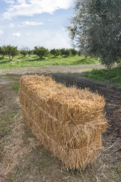 Balar av hö i ett jordbruks-fält — Stockfoto