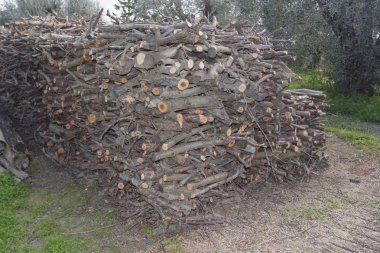 Bir tarım alanı zeytin bitkilerde ile yığılı yakacak odun 