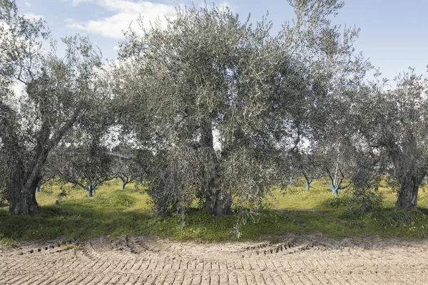 Olivos seculares en la región de Basilicata en el sur de Italia — Foto de Stock