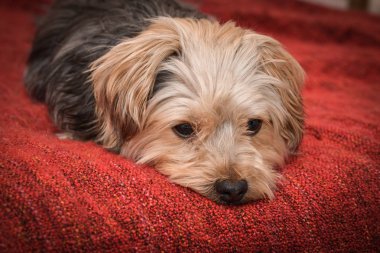 Üzgün yorkshire terrier köpek yavrusu