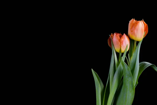 Marco de tulipanes sobre fondo negro. Flores de primavera — Foto de Stock