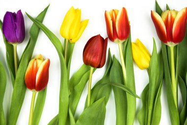 Çiçek çerçeve kenarlığı