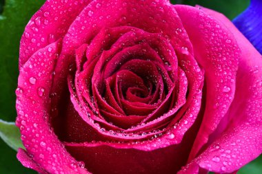 Kırmızı gül makrosu