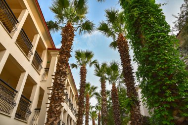  Mavi bir gökyüzü ve palmiye ağaçları ile tropikal tatil