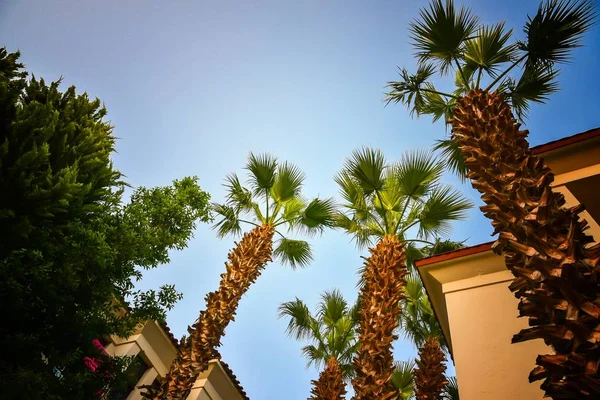 Resort tropical com céu azul e palmeiras — Fotografia de Stock