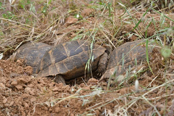 Trois tortues dans leur nid — Photo