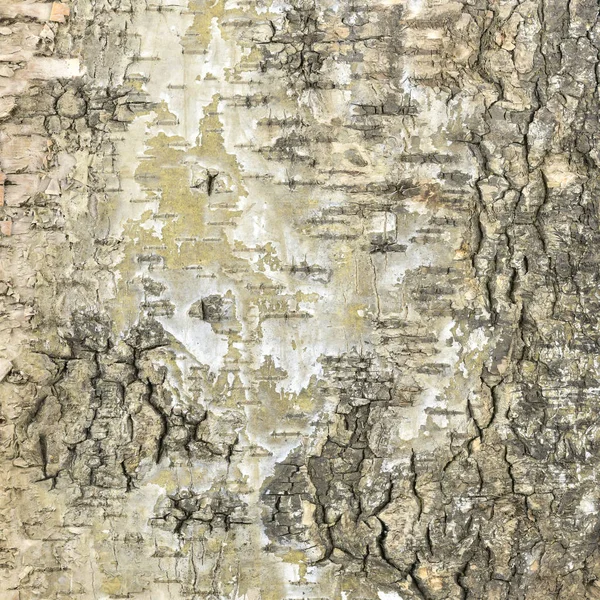 Huş kabuğu doğal arka plan