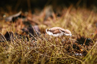 sonbahar orman mantar