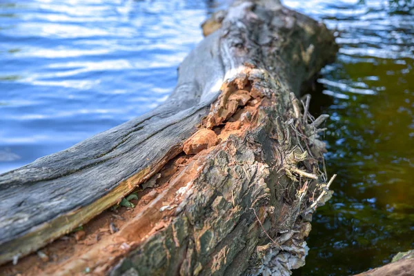 Starý strom bez kůry — Stock fotografie