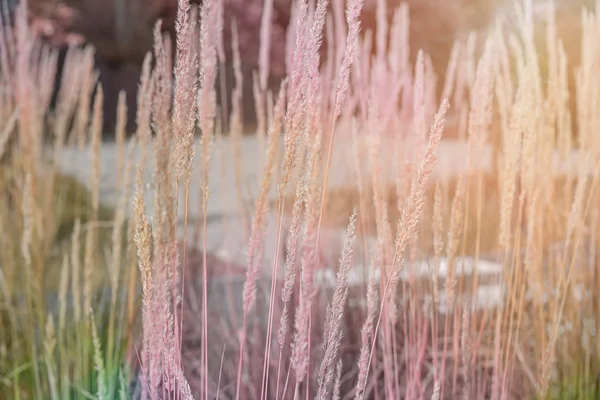 Garden reeds in shallow depth of field — Stock Photo, Image