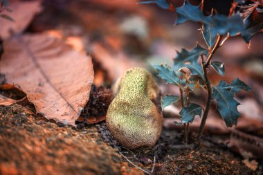 Doğada bir huş ağacında bal mantarı, doğal renkler, yüksek kontrastlar, yeşil yosun. Ormanda güneşli bir sonbahar sabahı.