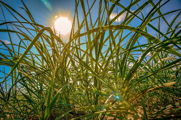 Green Summer Grass Bottom View Sky Sun Morning Dew Grass — Stock Photo, Image