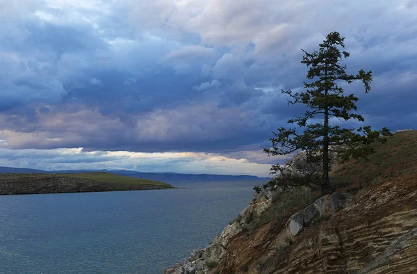 Pino en un precipicio pedregoso, Baikal , — Foto de Stock