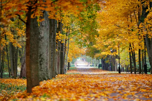 Autumn October colorful park. Foliage trees alley — Stock Photo, Image