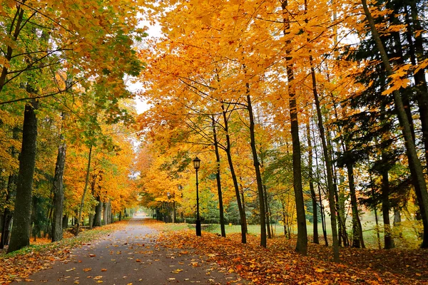 Sonbahar Ekim renkli park. Yeşillik ağaçların sokak