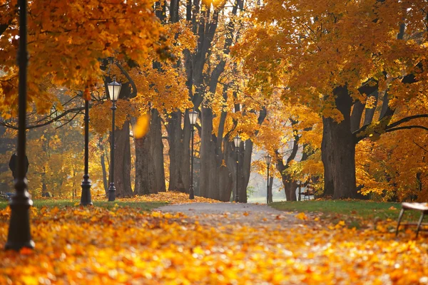 秋 10 月カラフルな公園。紅葉の木の路地 — ストック写真