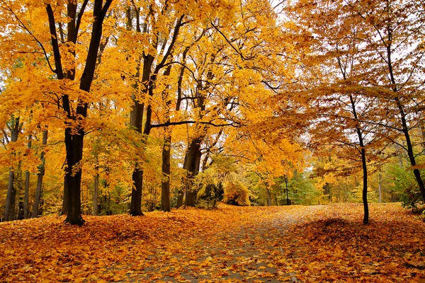 Outono Outubro parque colorido. Árvores de folhagem beco — Fotografia de Stock