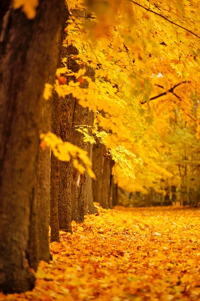 Hösten oktober färgglada park. Blad träd gränd — Stockfoto
