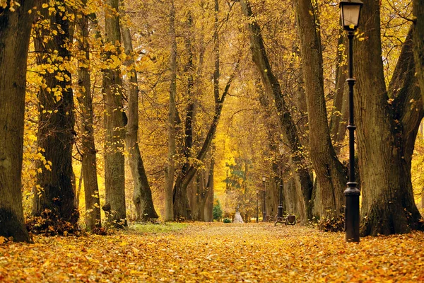 Autunno Ottobre colorato parco. Fogliame vicolo alberi — Foto Stock