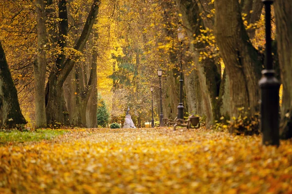 Autunno Ottobre colorato parco. Fogliame vicolo alberi — Foto Stock