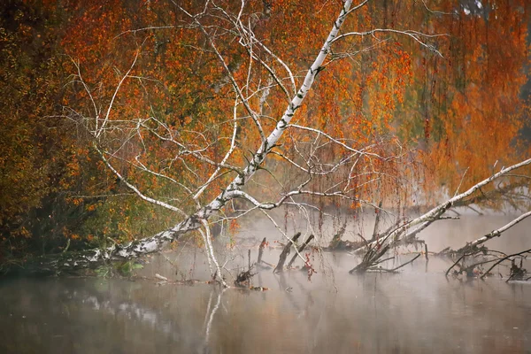 Birke am Fluss an einem nebligen Morgen — Stockfoto