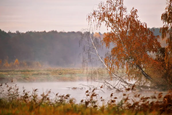 Jesienny poranek mglisty nad rzeką. Żółty brzoza drzew — Zdjęcie stockowe