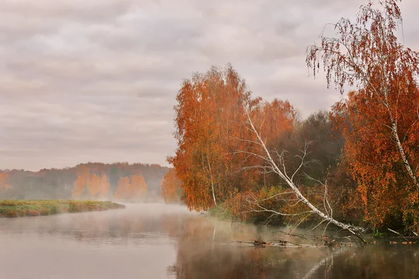 Jesienny poranek mglisty nad rzeką. Żółty brzoza drzew — Zdjęcie stockowe