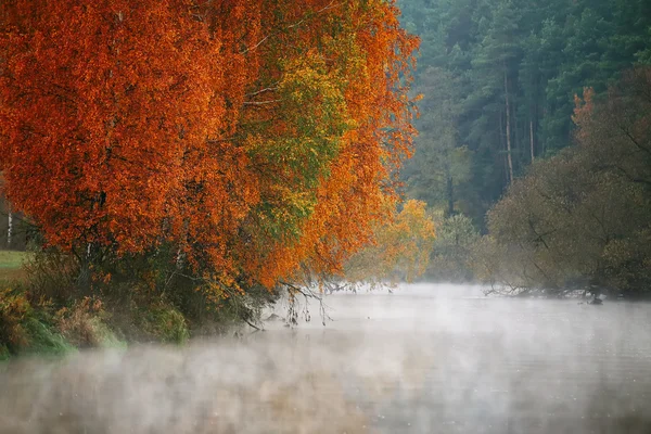 Mattina nebbiosa d'autunno sul fiume. Betulle gialle — Foto Stock