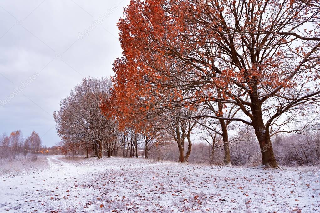 First snow in the autumn park. Fall colors on the trees. Autumn 