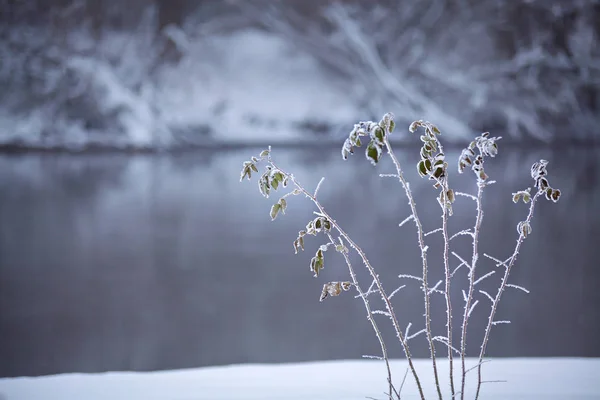 Frozen grass close up on a riverbank. Winter misty cloudy snowy — Stock Photo, Image