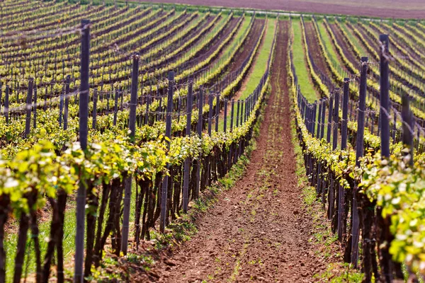 Satır bağ üzüm asma. Bahar yatay, yeşil vineya
