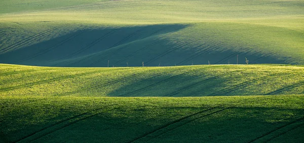 Campos verdes de primavera. Hermosa vista ondulada de primavera. Rollo de primavera — Foto de Stock