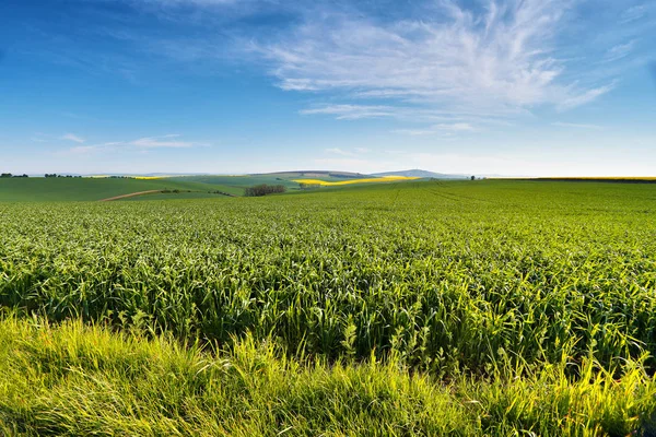 Spring farmland on hills. Green and yellow spring fields. — Stock Photo, Image