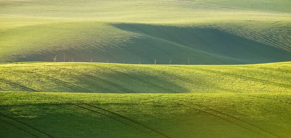 Texture abstraite des champs ondulés au printemps. Sprin — Photo