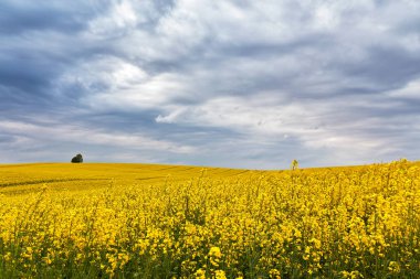 Bahar fırtına bulutları tecavüz tohum alanının üstündeki.
