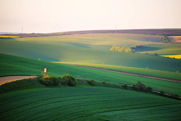 Campos verdes de primavera. Bela vista ondulada da primavera. Rolamento da primavera — Fotografia de Stock