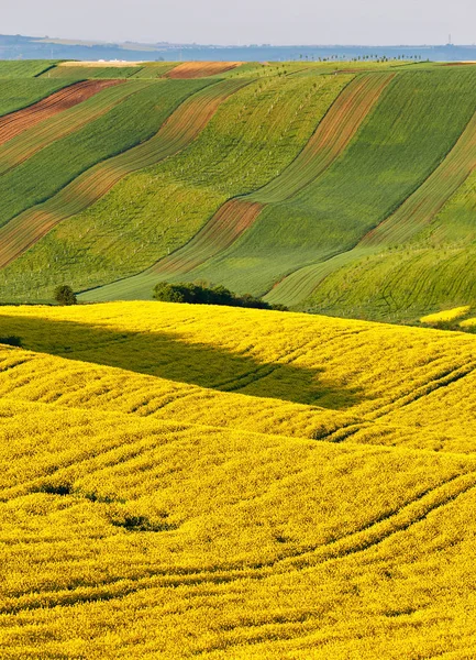 Manhã ensolarada em campos de primavera verdes e amarelos . — Fotografia de Stock