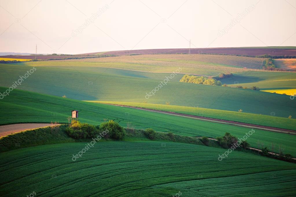 Spring green fields. Beautiful wavy spring view. Spring rolling 