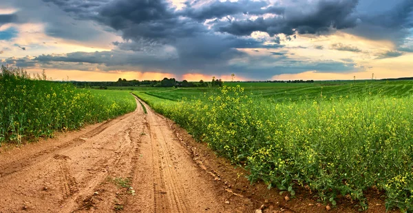 Yeşil kolza alanlarda toprak yol. Bahar yağmur ve fırtına
