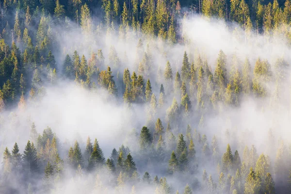 Величество природы, туманный хвойный лес на рассвете. Доброе утро. — стоковое фото