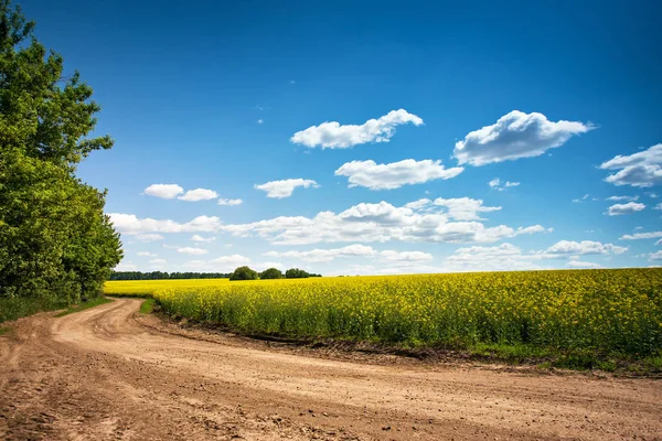 Dirt road in flowering field, beautiful countryside, sunny day — Stock Photo, Image