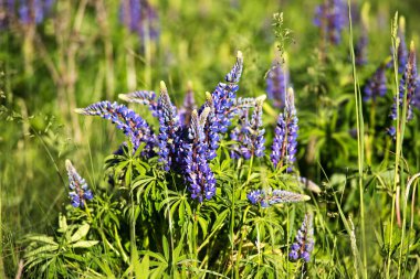 Lupinus, lupin, mavi çiçekli acı bakla alan