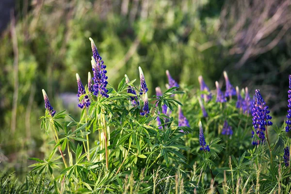 Lupin frais gros plan floraison au printemps . — Photo