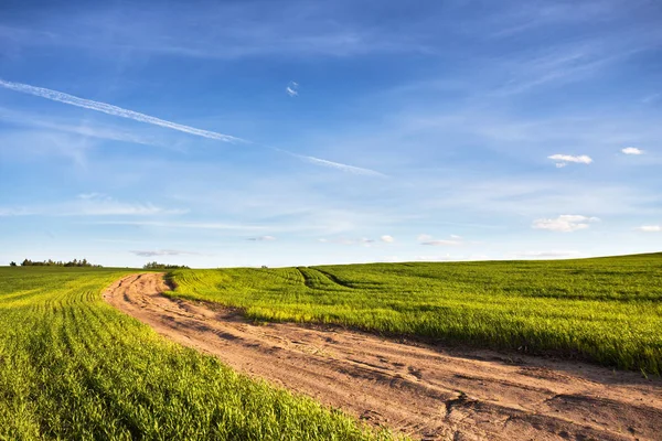 Dirt rural road in a green wheat field — Stock Photo, Image