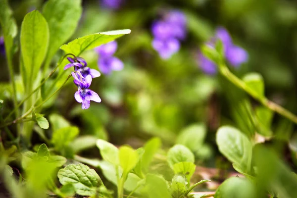 Fioritura di fiori selvatici. Prato primaverile — Foto Stock